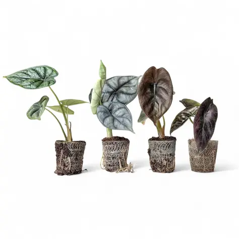 Vier Alocasia Jungpflanzen mit sichtbarem Wurzelnetz auf weißem Hintergrund