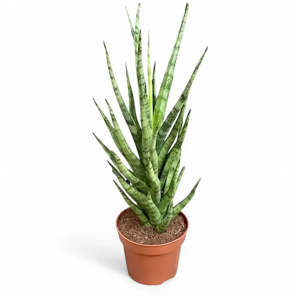 Dracaena angolensis (Sansevieria cylindrica) 'Torch'