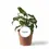 Miniaturbild: Syngonium wendlandii