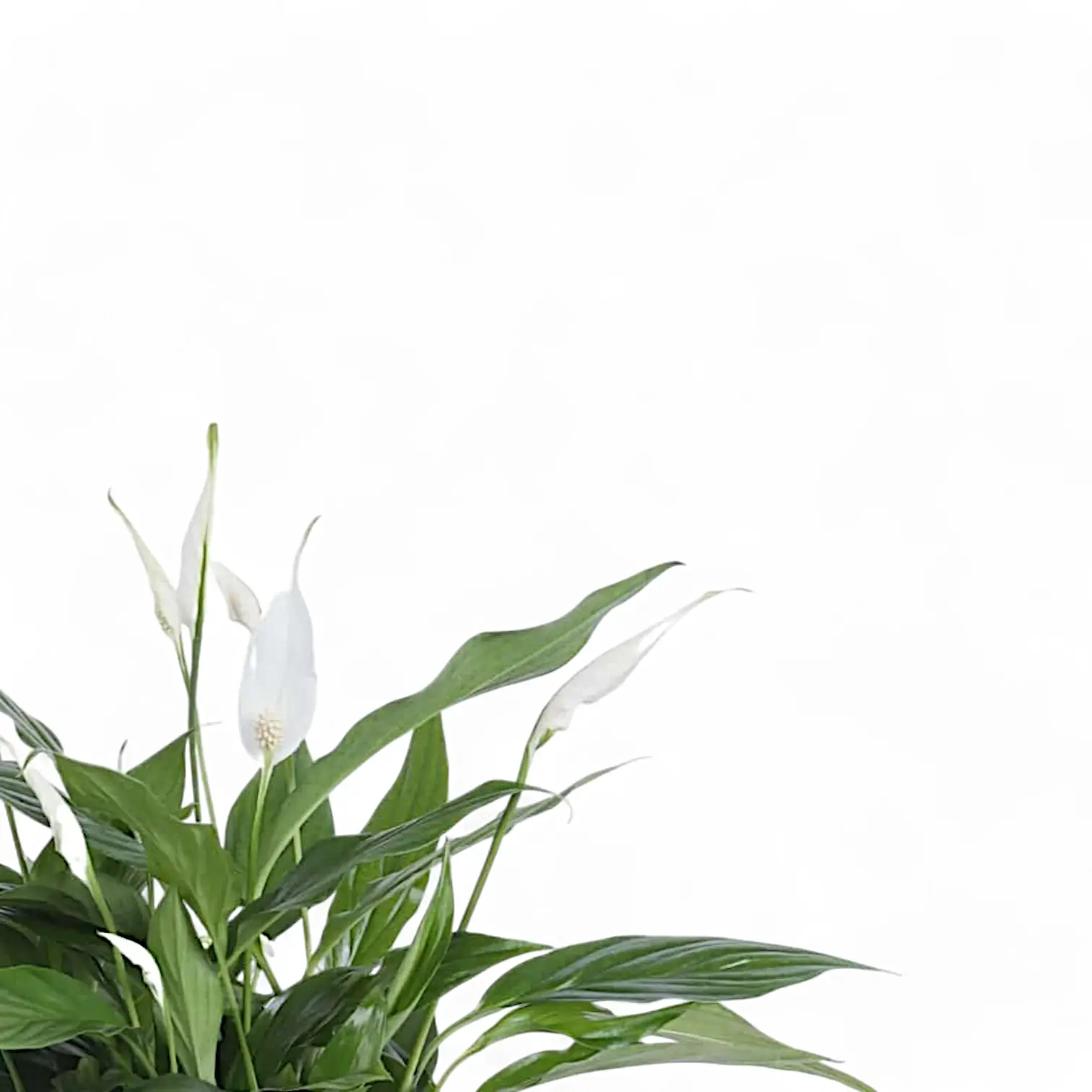 Peace Lily ‘Pearl Cupido’ – Large-Leaved Spathiphyllum for Indoor Statement Displays