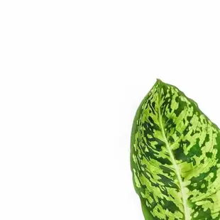 Gefleckte grün gelbe Blätter von Dieffenbachia ‘Reflector’.