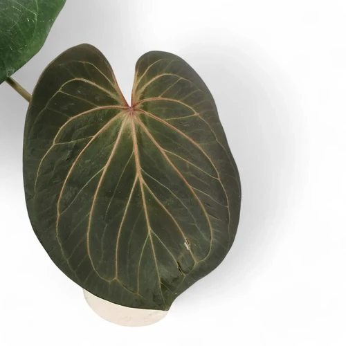 Anthurium 'King of Spades' aka 'HU'– Velvety Tropical Beauty