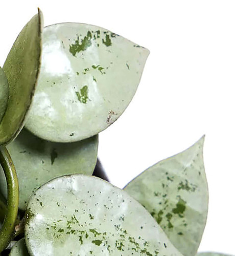 Hoya krohniana 'Super Silver'
