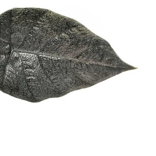 Buy Black Foliage Plants Online – Foliage Factory Plant Shop