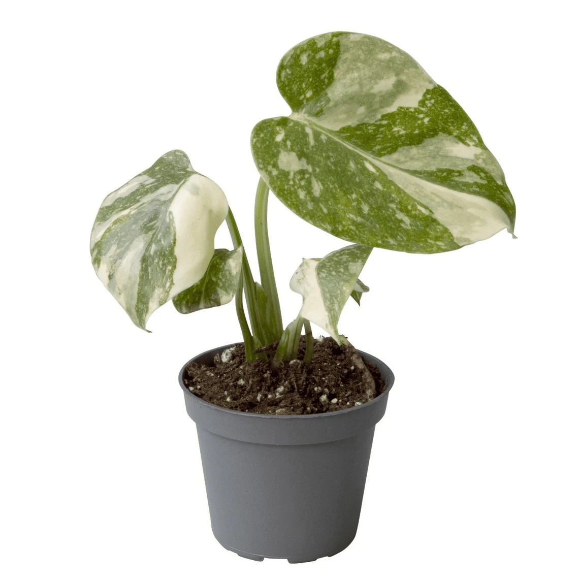 monstera-thai-constellation-foliage-factory
