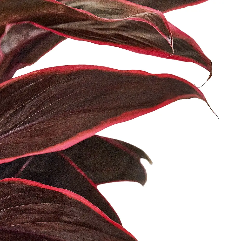 Cordyline fruticosa 'Mambo' variegated houseplant