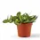 Thumbnail: Hoya burtoniae variegata