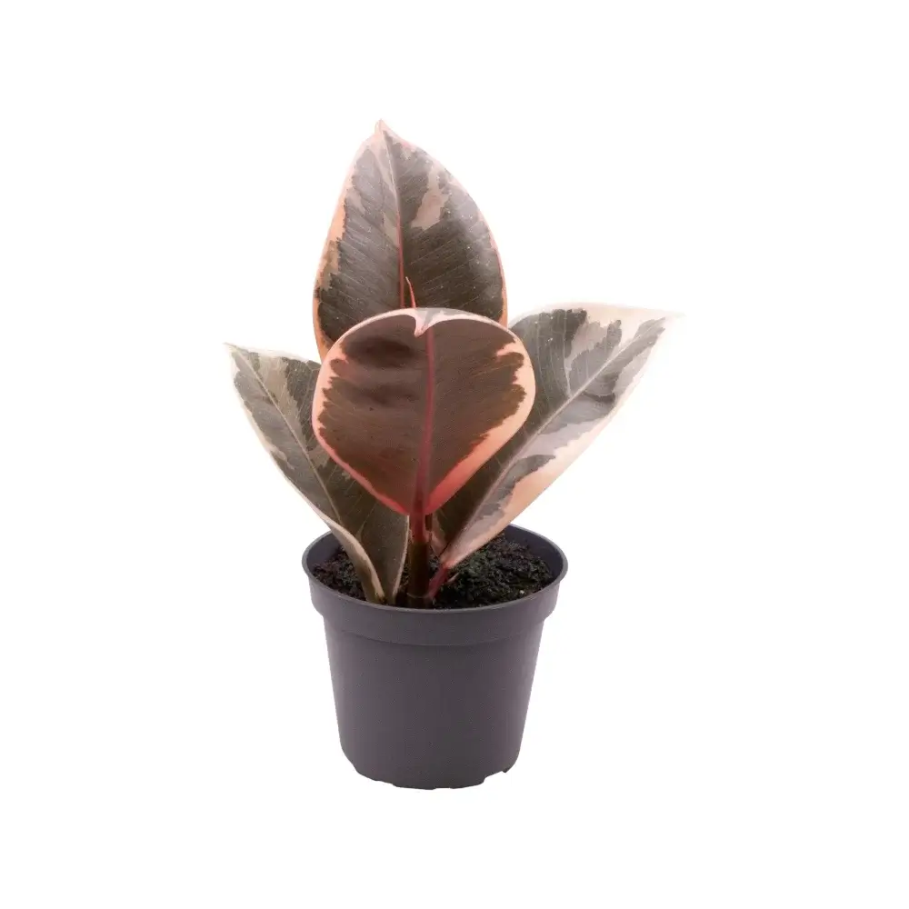 Ficus elastica 'Tineke' baby plant