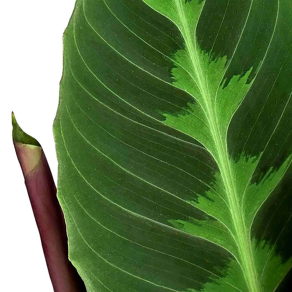 Come coltivare la Calathea in appartamento Come coltivare la Calathea in appartamento