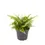 Thumbnail: Nephrolepsis exaltata Boston