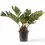 Thumbnail: Zamia furfuracea