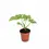 Thumbnail: Syngonium podophyllum 'Mottled'