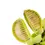 Miniaturbild: Dionaea muscipula