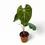 Thumbnail: Anthurium magnificum x crystallinum