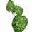 Thumbnail: Schismatoglottis calyptrata