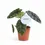 Miniaturbild: Alocasia sinuata