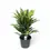 Thumbnail: Cordyline fruticosa 'Kiwi'