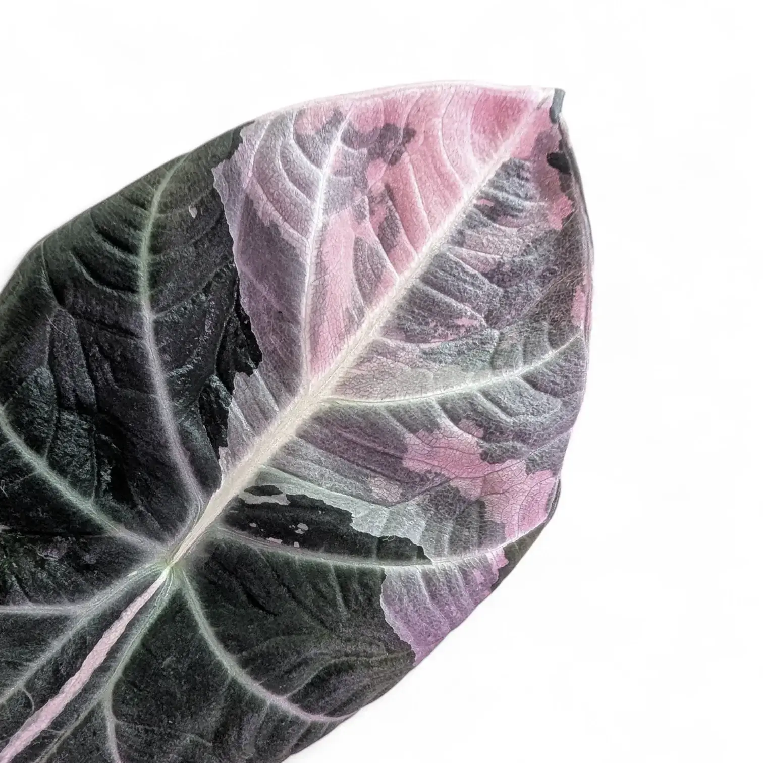 Alocasia reginula Pink Variegated