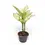Miniaturbild: Dieffenbachia seguine 'Tropic Marianne'