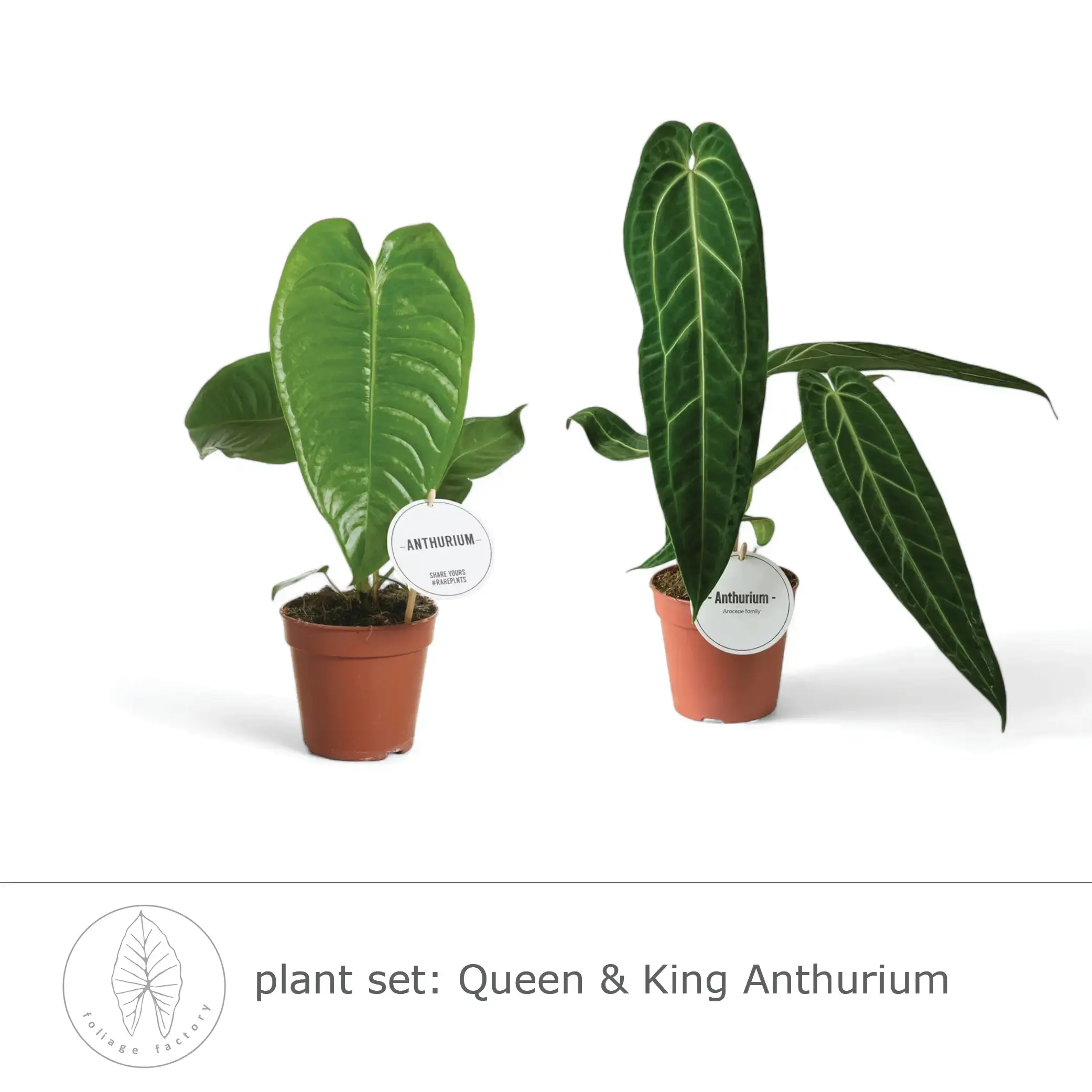plant set: Queen & King Anthurium