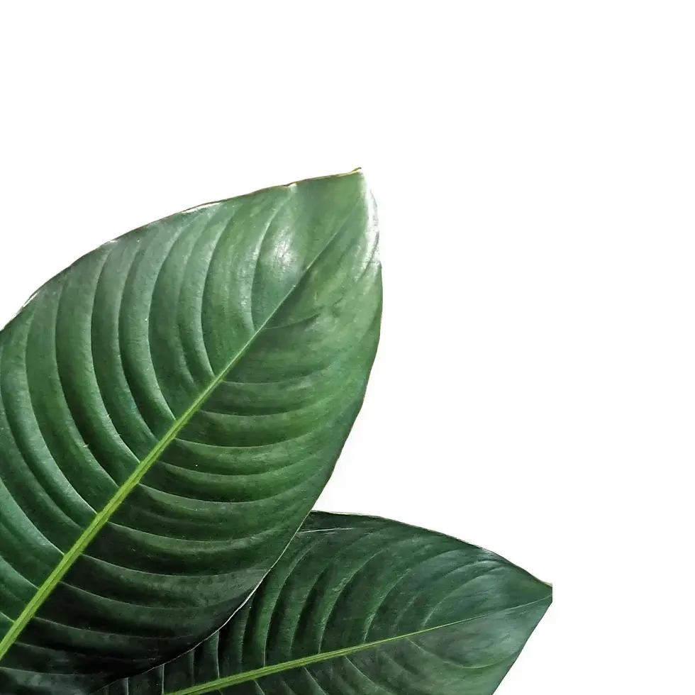 Rhodospatha moritziana