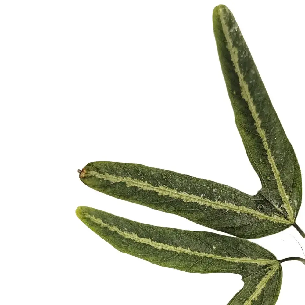 Passiflora ornithoura