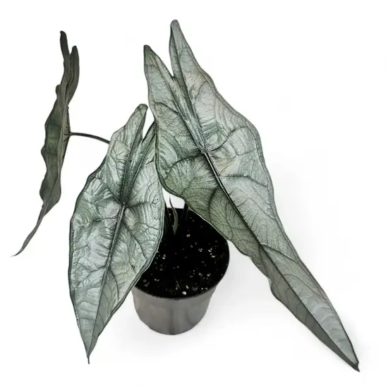 A potted Alocasia heterophylla 'Dragon’s Breath' with sleek, silvery-green sword-like leaves and a subtle metallic sheen.