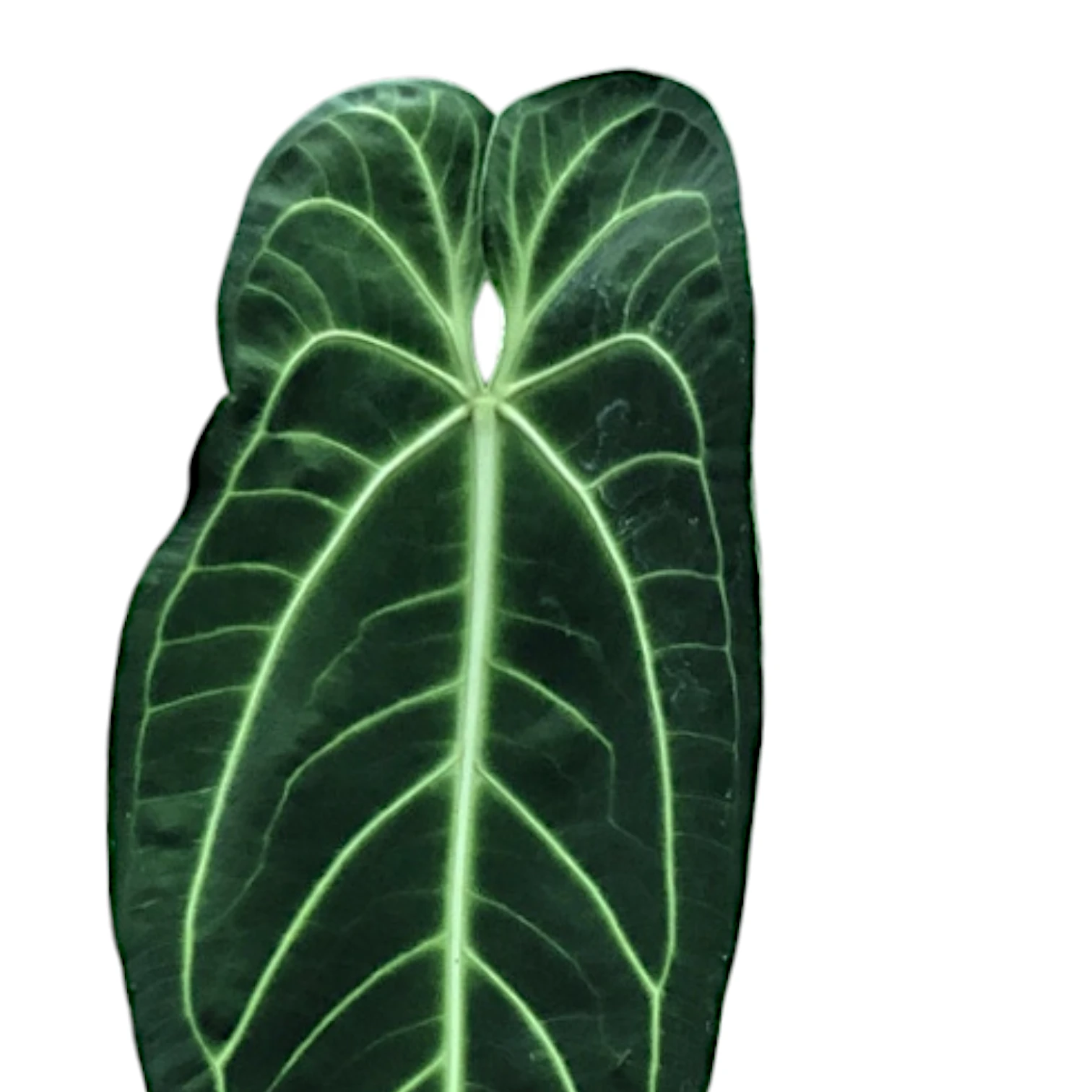 Anthurium warocqueanum