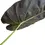Thumbnail: Alocasia wentii