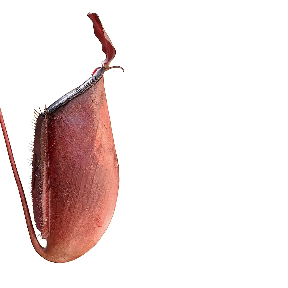 Nepenthes Dark Secret