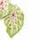 Thumbnail: Caladium 'Miss Muffet'