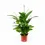 Thumbnail: Spathiphyllum 'Vivaldi'