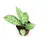Thumbnail: Hoya callistophylla