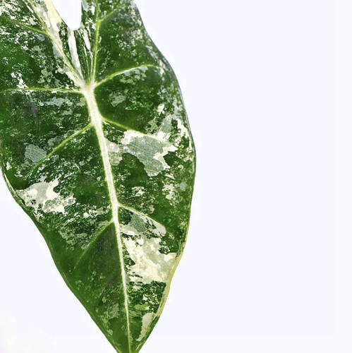 Alocasia ‘Frydek’ variegata