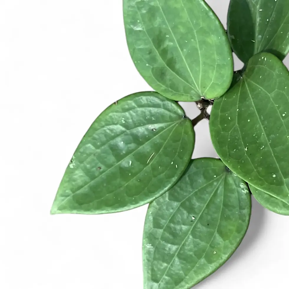 Hoya latifolia