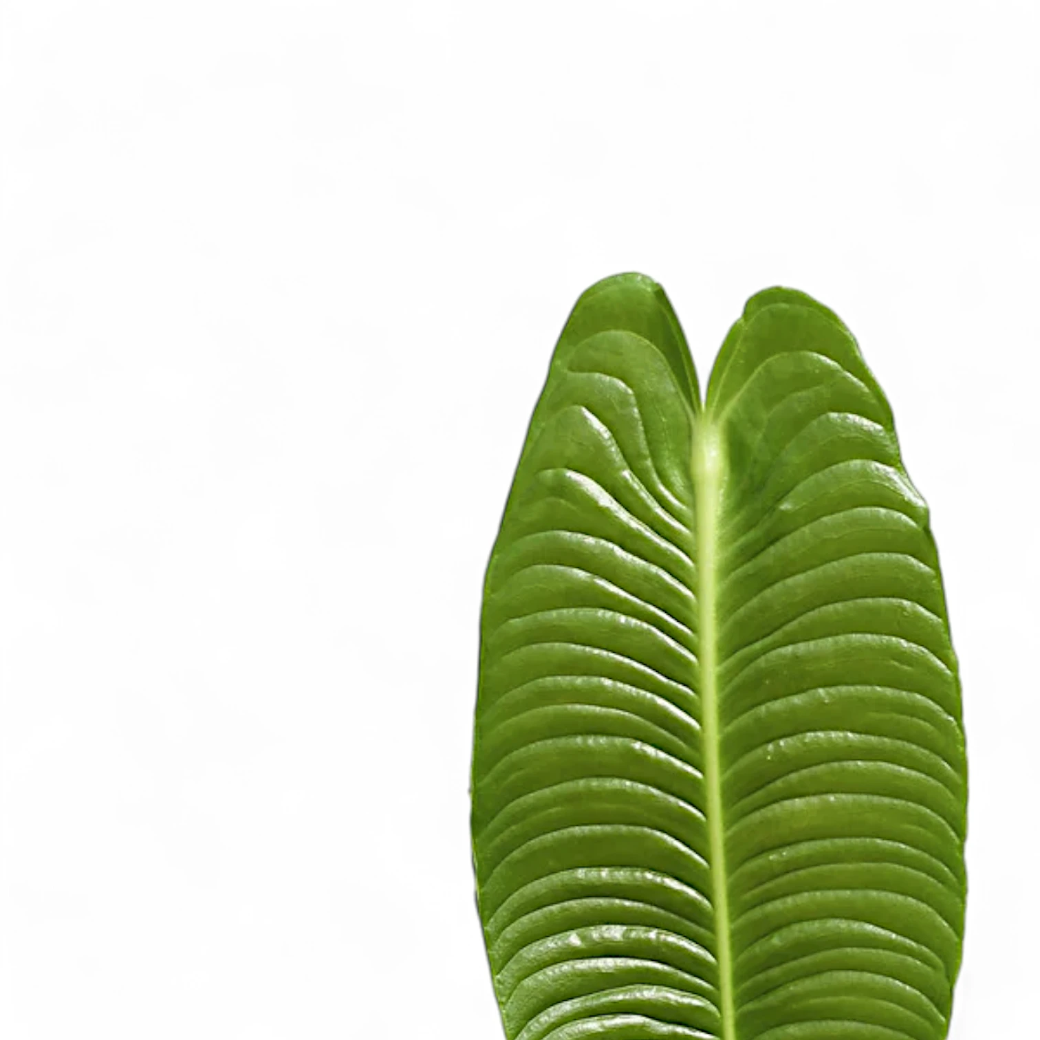 Anthurium veitchii