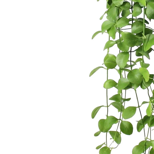 dischidia-imbricata-foliage-factory