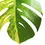 Thumbnail: Monstera deliciosa var. borsigiana 'Aurea variegata'