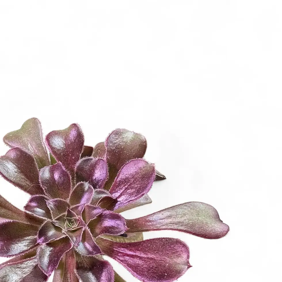 Nahaufnahme eines tief burgunderfarbenen Aeonium-Blattes auf weißem Hintergrund.