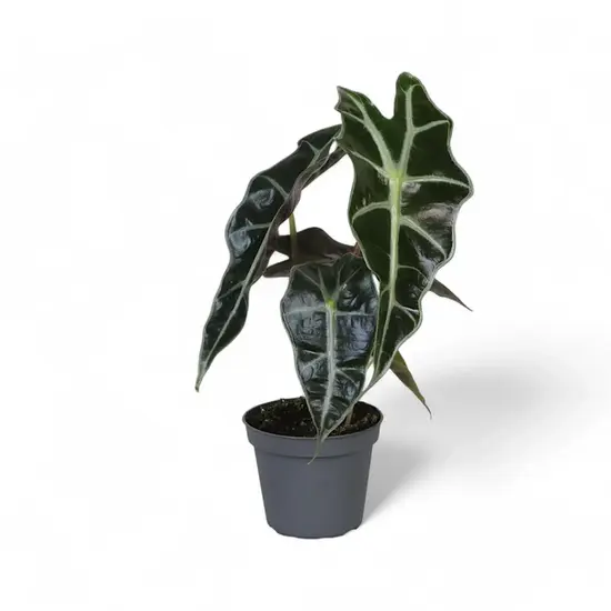 A potted Alocasia 'Bambino Arrow' with compact, narrow, arrowhead-shaped leaves and crisp white veins, standing in a minimalist pot.