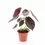 Miniaturbild: Alocasia cuprea 'Red secret'
