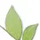 Thumbnail: Hoya finlaysonii (Sarawak)