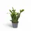Thumbnail: Rhipsalis crispata