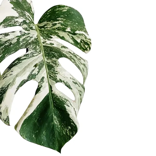 Monstera deliciosa variegata