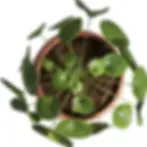 Top view of potted Pilea peperomioides showing symmetrical radial leaf pattern and coin-shaped foliage.