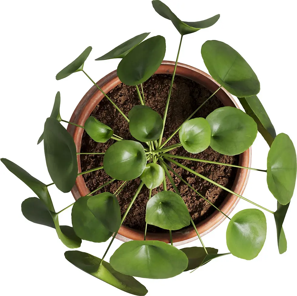 Draufsicht auf getopfte Pilea peperomioides mit symmetrischem, radialem Blattanordnungsmuster und münzförmigen Blättern.