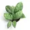 Thumbnail: Hoya callistophylla