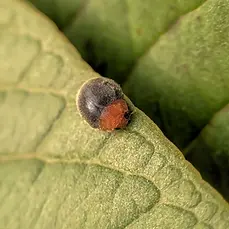 ladybug (Cryptolaemus) on green leaf_edited-2.webp