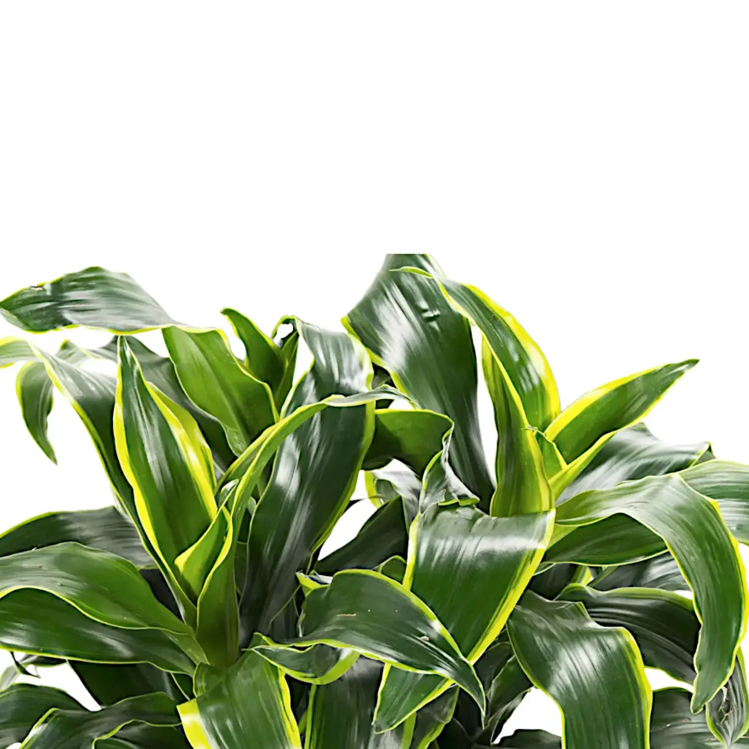 Dracaena fragrans 'Dorado'