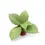 Thumbnail: Hoya callistophylla